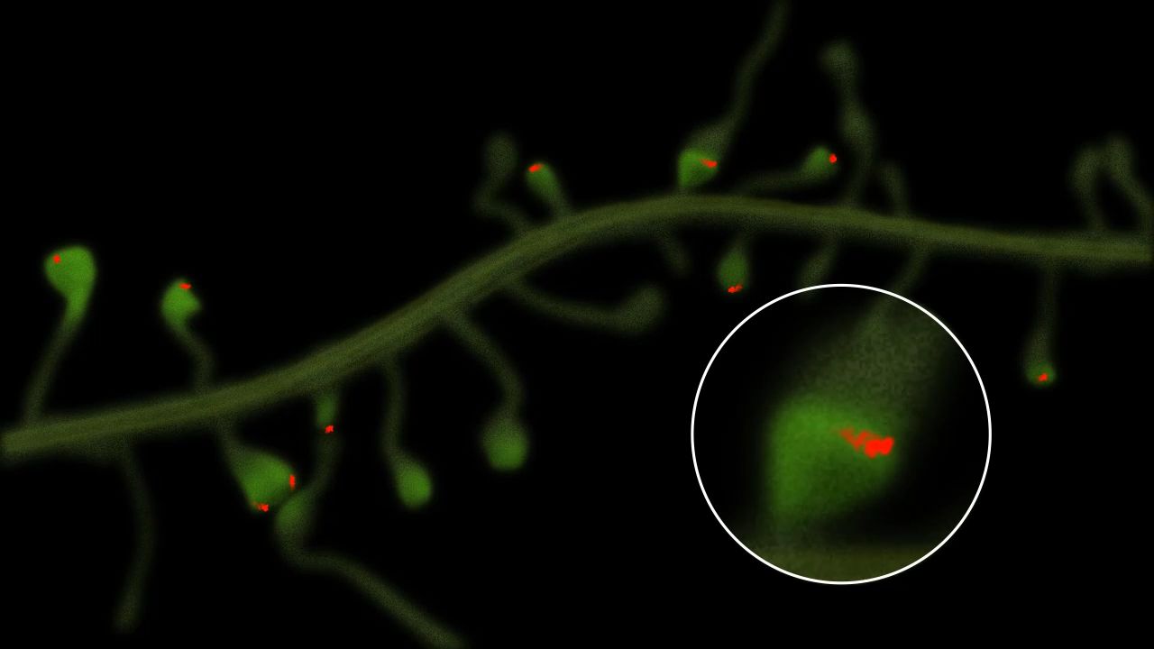 Quantum dots move around dendritic spines