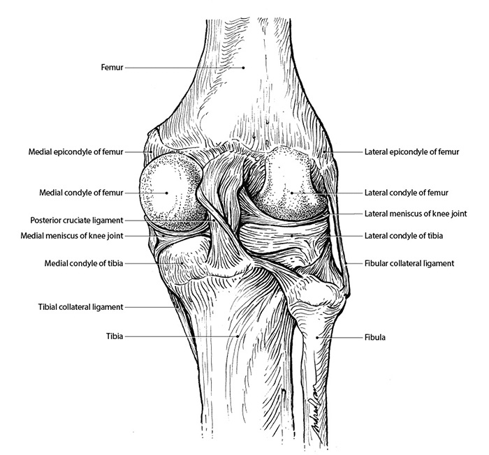 Ligaments of the Knee